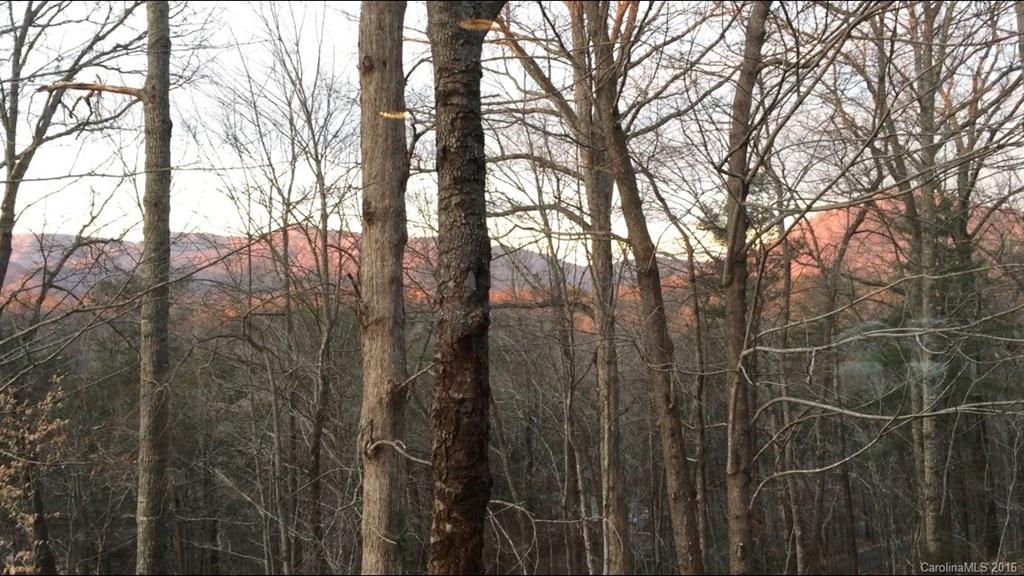 681 Laurel Ridge Road Columbus, NC 28722 - Photo 17 of 24 a view of a forest with a tree