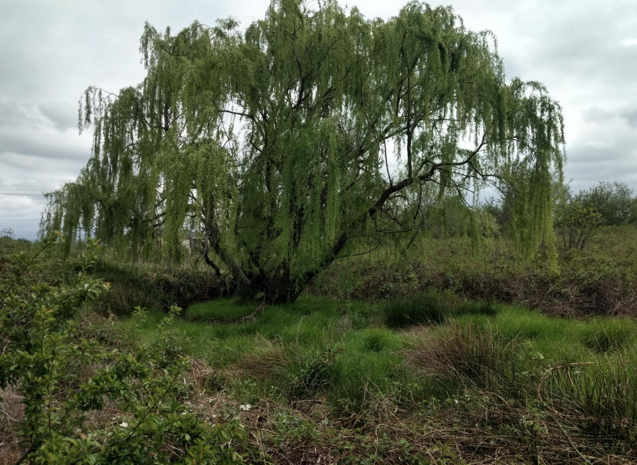 5 Acres Webb Road Anderson, CA 96007 - Photo 1 of 4 a view of a lush green forest