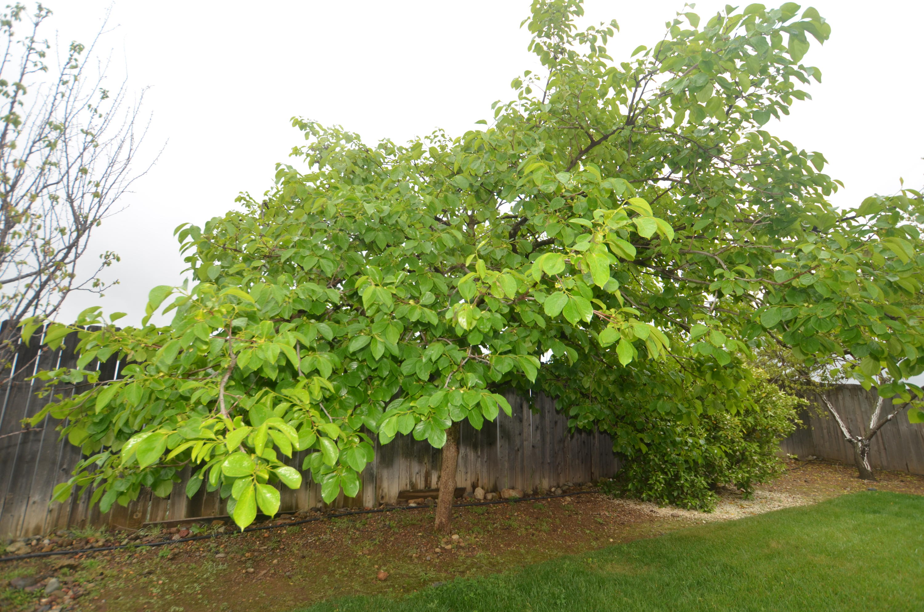In1963 Airstrip Road Redding, CA 96003 - Photo 20 of 24 Persimmon Tree