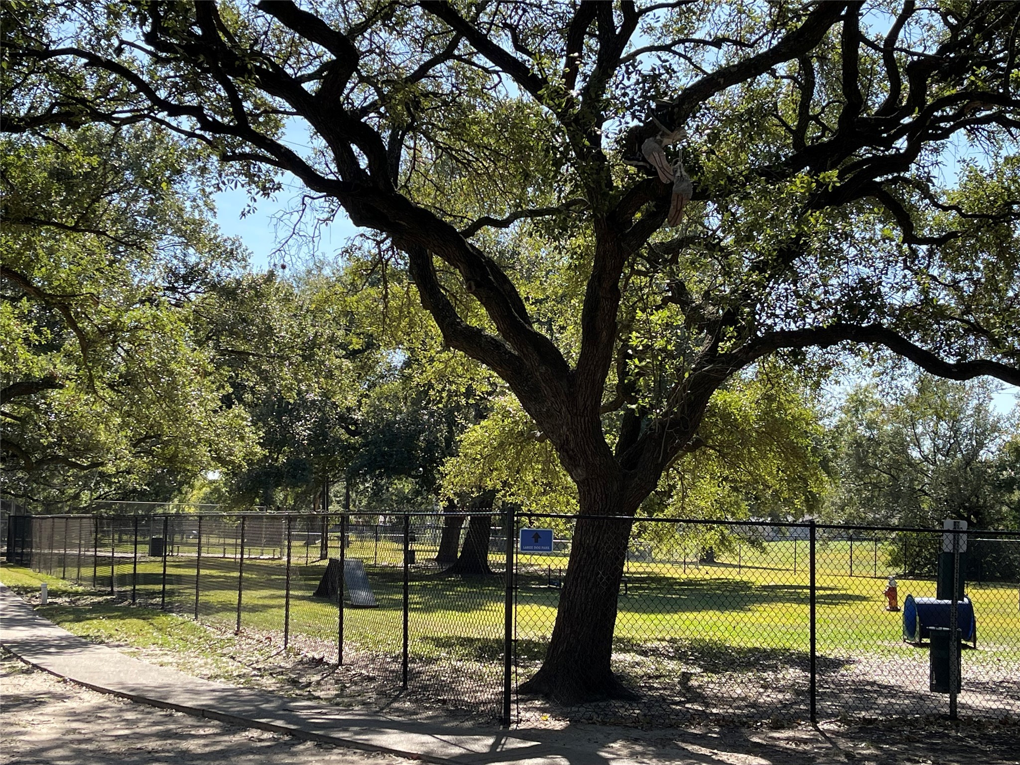 10331 Collingswood Road La Porte, TX 77571 - Photo 25 of 29 a view of a yard with a large tree