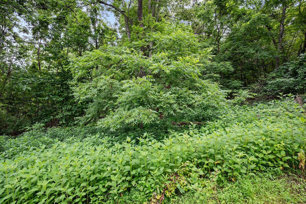 Lot G Springdale Road, Unit G Pearisburg, VA 24134 - Photo 23 of 62 Gallery Image 23