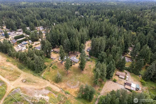 a view of a forest with a tree