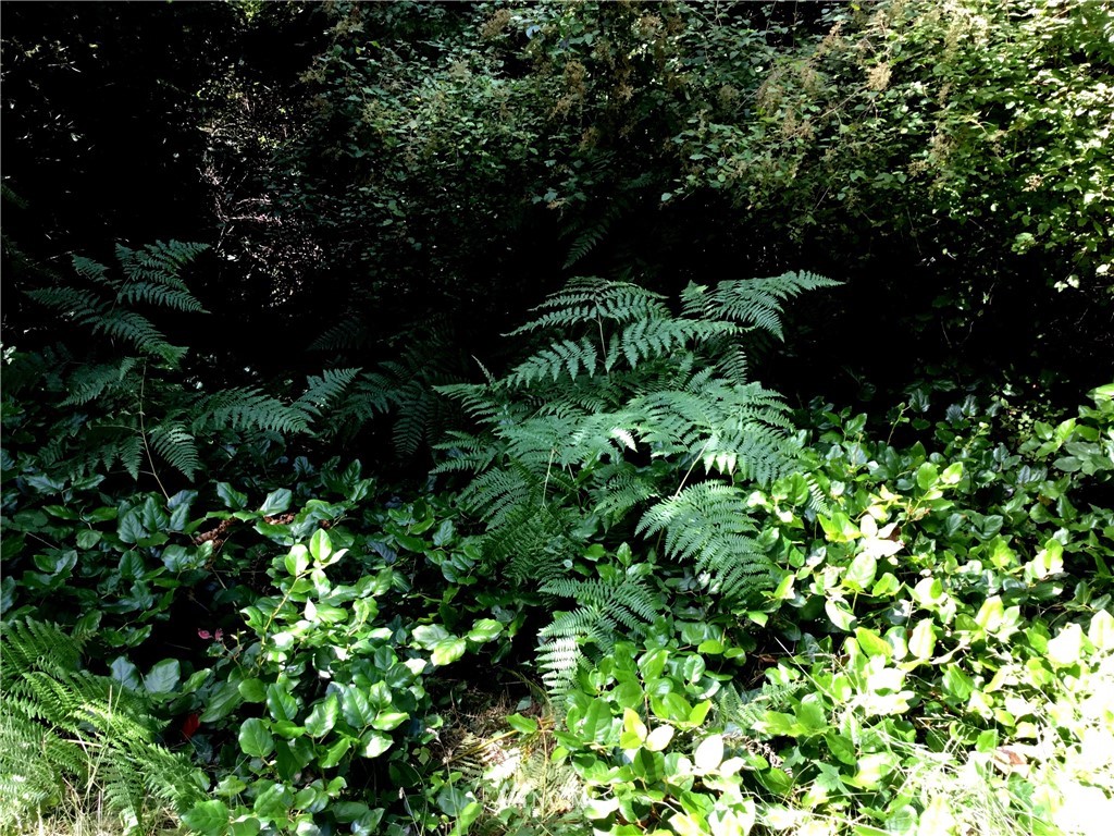 Lot#9 Rum Rummer Road Lopez Island, WA 98261 - Photo 6 of 12 Gallery Image 6