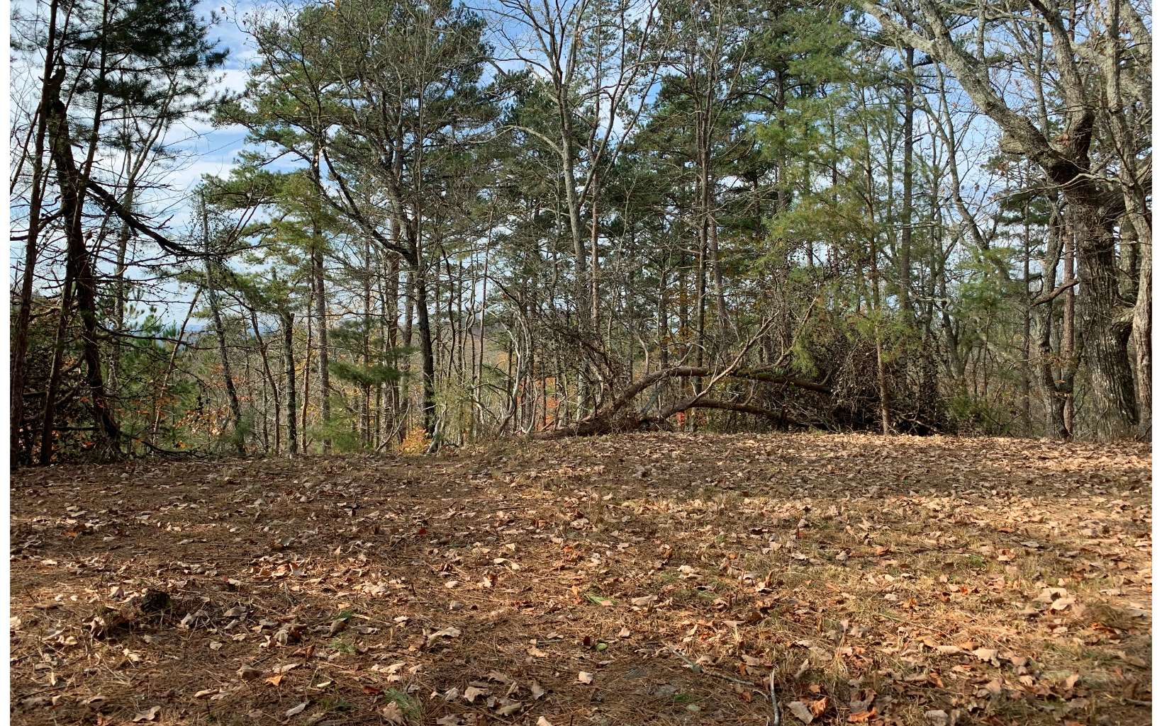 Paladin Ranger, GA 30734 - Photo 1 of 1 a view of a yard with large trees