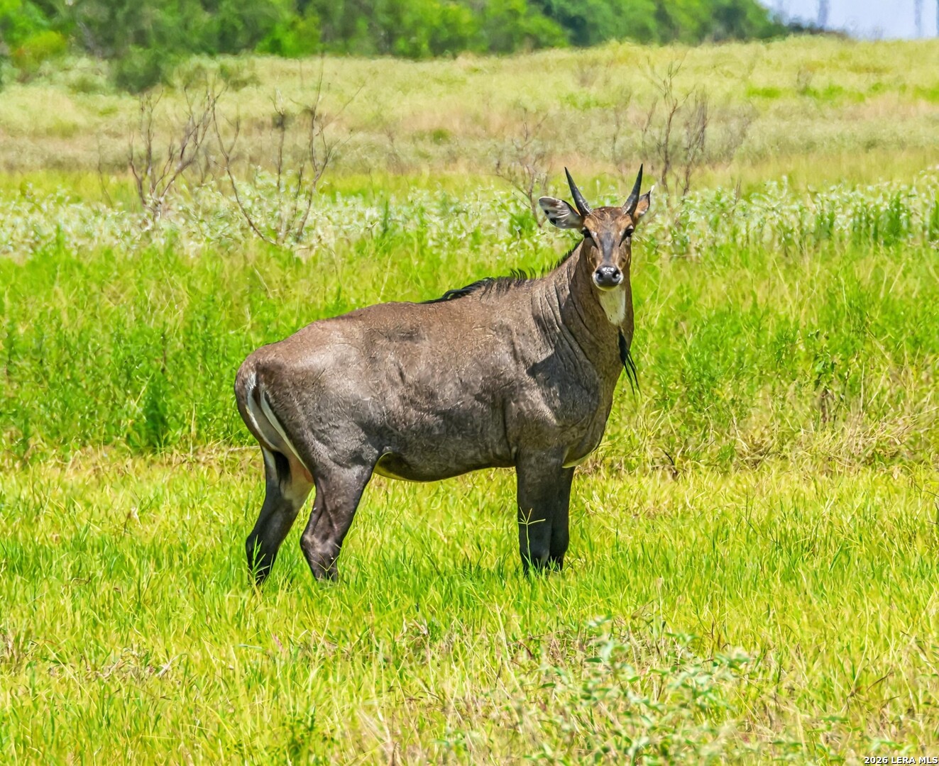 Tbd Zinnia Road Lyford, TX 78580 - Photo 1 of 10 a view of swimming pool from a yard
