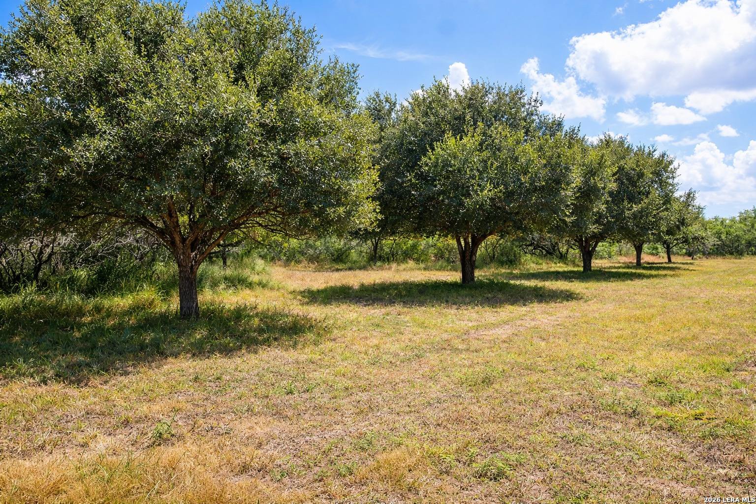 Tbd Zinnia Road Lyford, TX 78580 - Photo 3 of 10 a view of yard