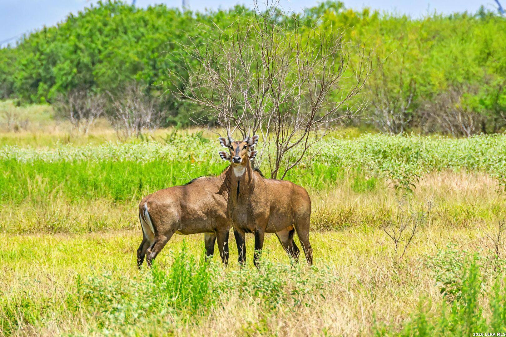 Tbd Zinnia Road Lyford, TX 78580 - Photo 10 of 10 a view of garden with plants and trees
