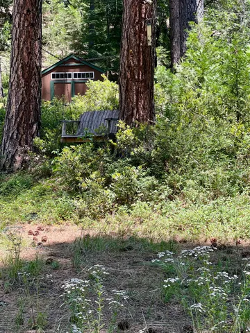 a view of a garden with a tree