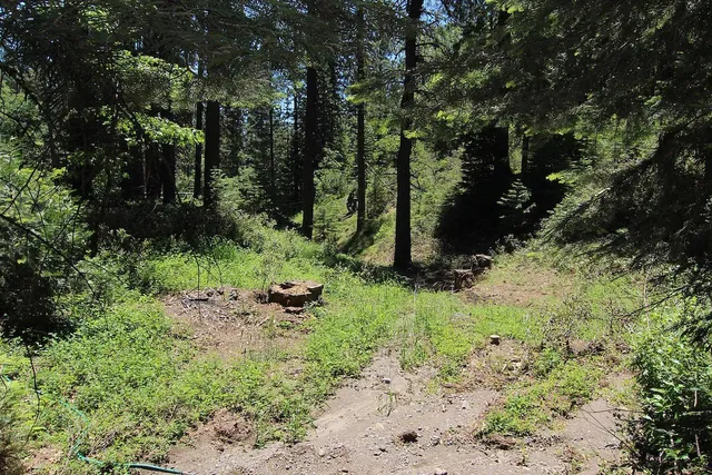 a view of a forest with trees in the background