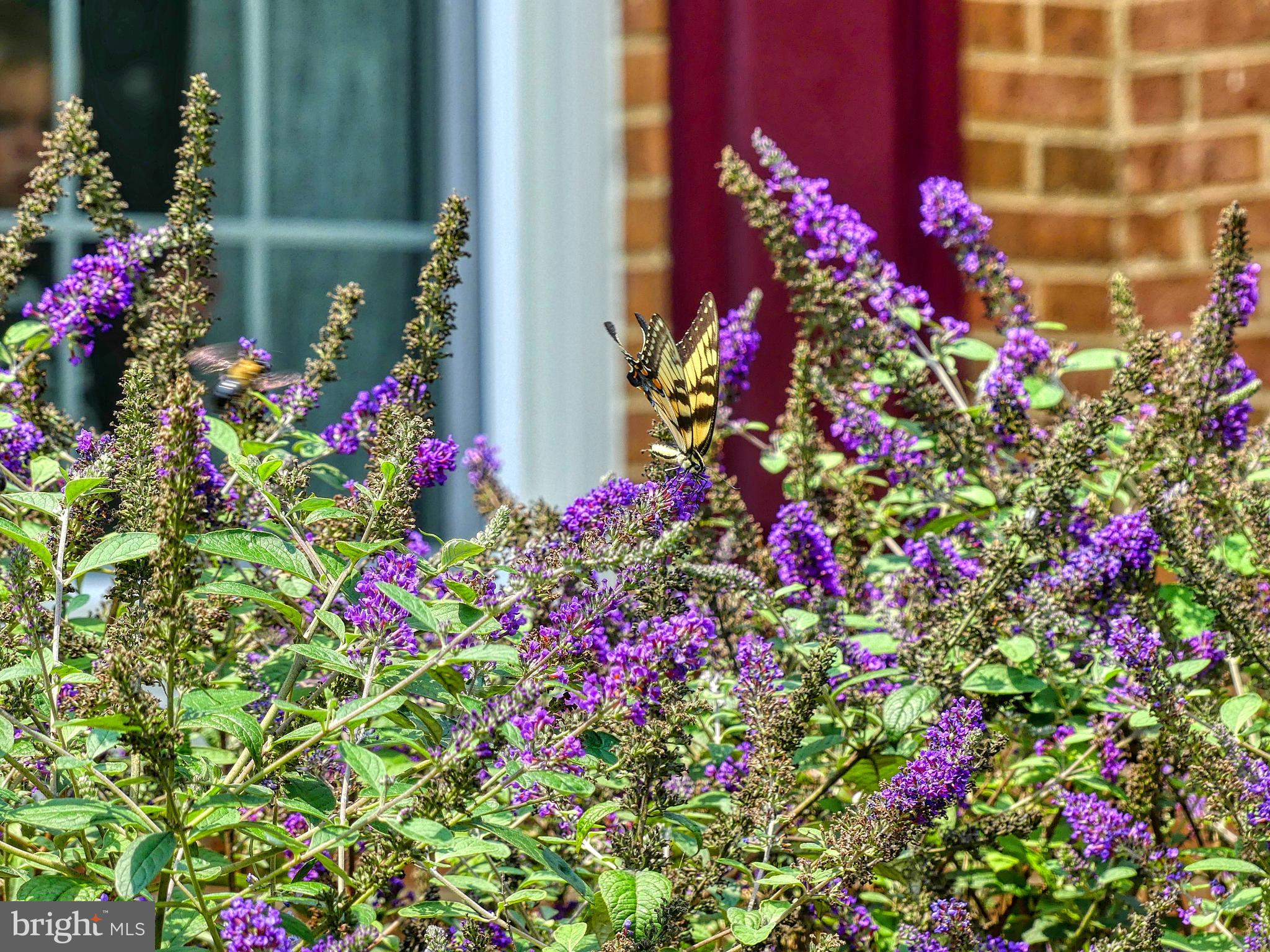 7808 Huntsman Boulevard Springfield, VA 22153 - Photo 4 of 53 Butterfly Bushes