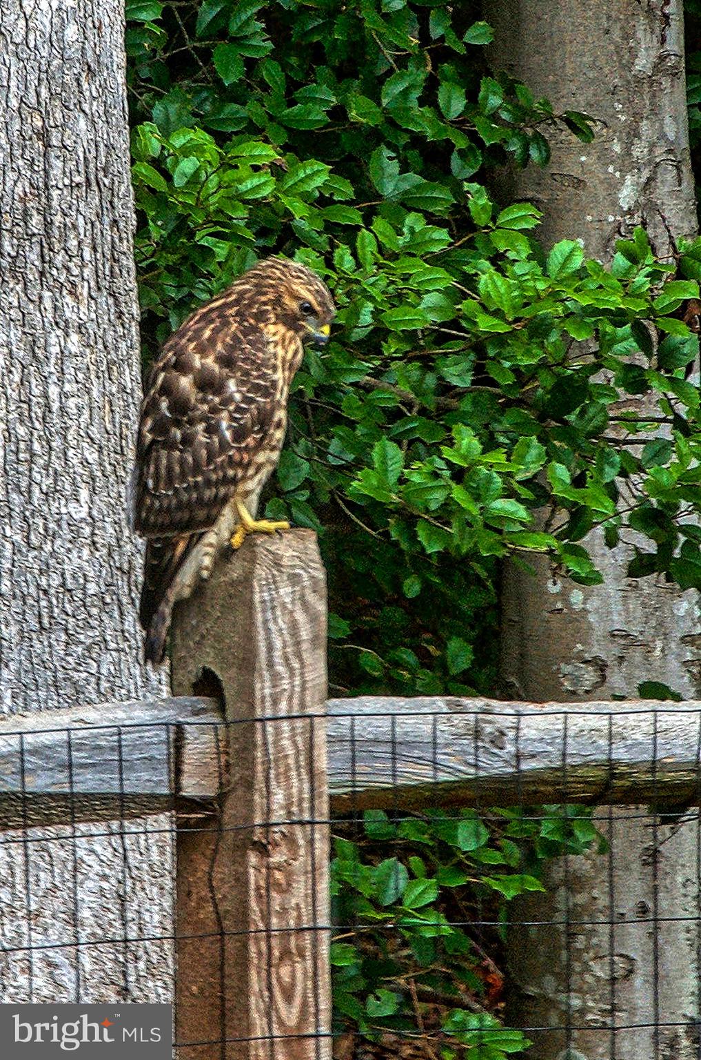 7808 Huntsman Boulevard Springfield, VA 22153 - Photo 51 of 53 Backyard wildlife