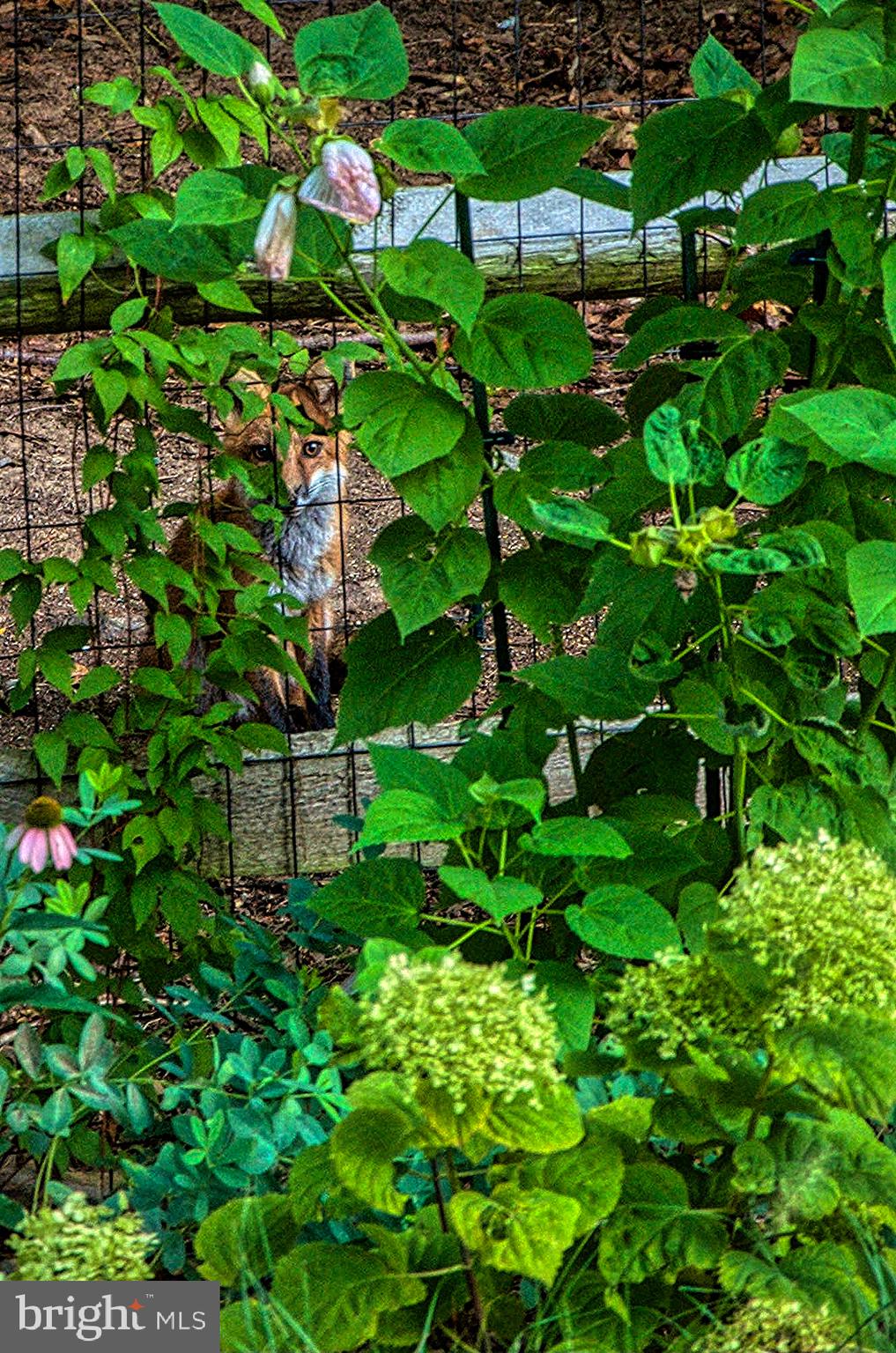 7808 Huntsman Boulevard Springfield, VA 22153 - Photo 52 of 53 Backyard wildlife
