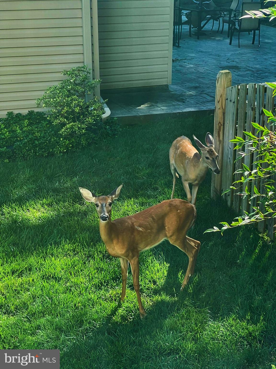 7808 Huntsman Boulevard Springfield, VA 22153 - Photo 53 of 53 Couple of deer stop by for a visit.