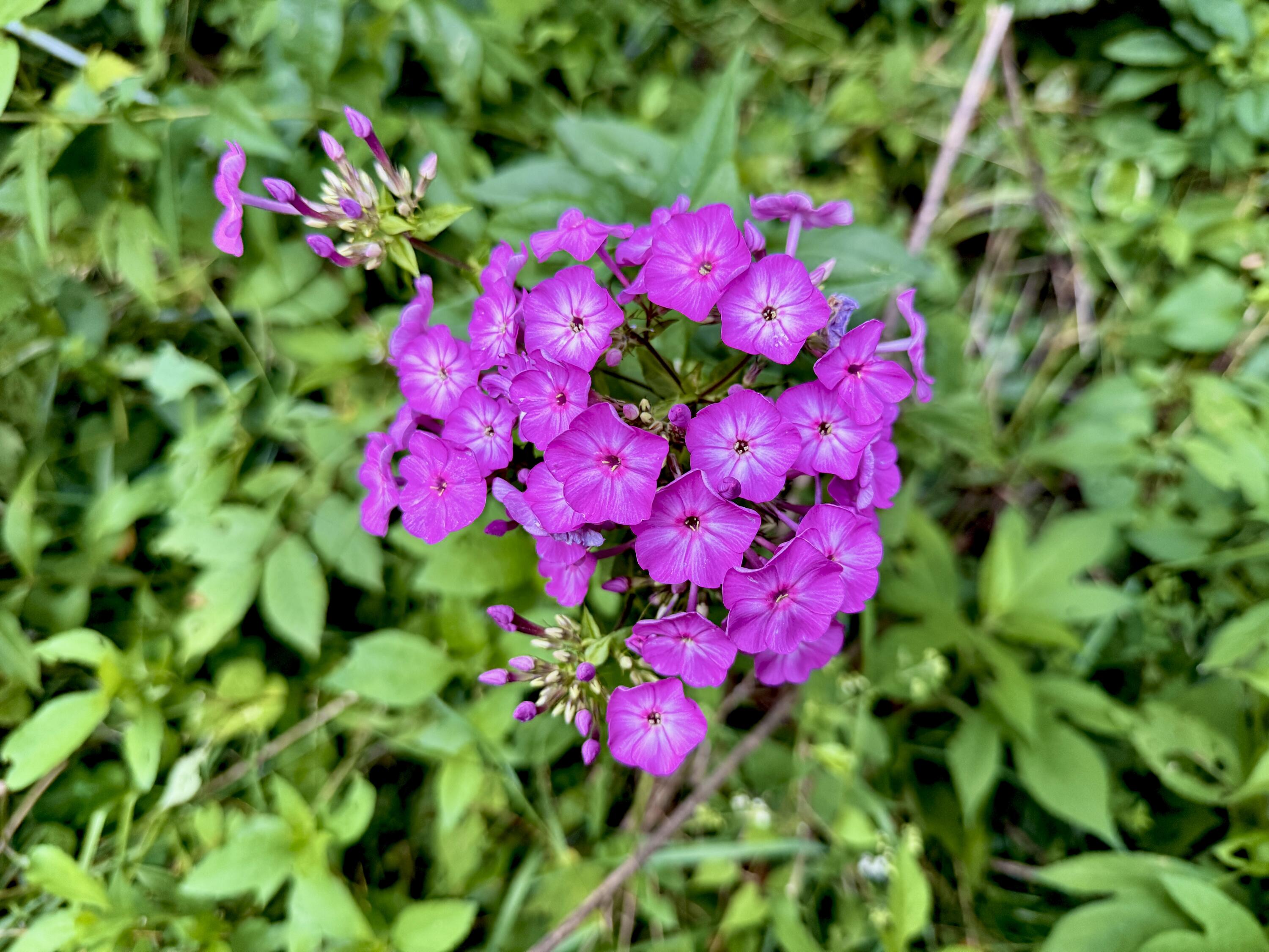 E590 Mundsack Road Genoa, WI 54632 - Photo 24 of 30 Beautiful Perennials