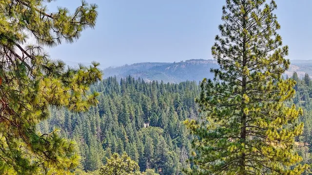 a view of a bunch of trees and bushes