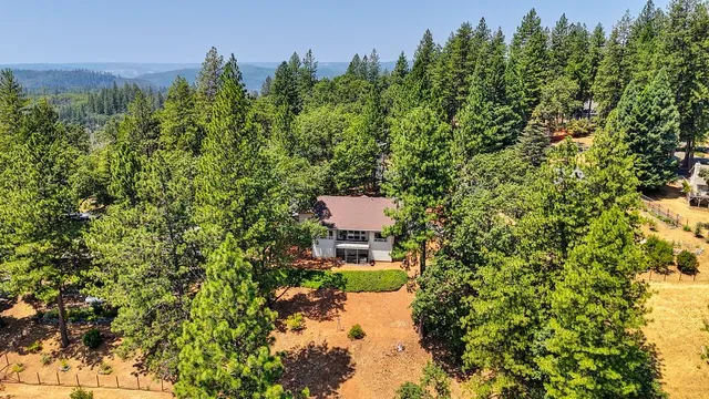 a view of a bunch of trees and bushes
