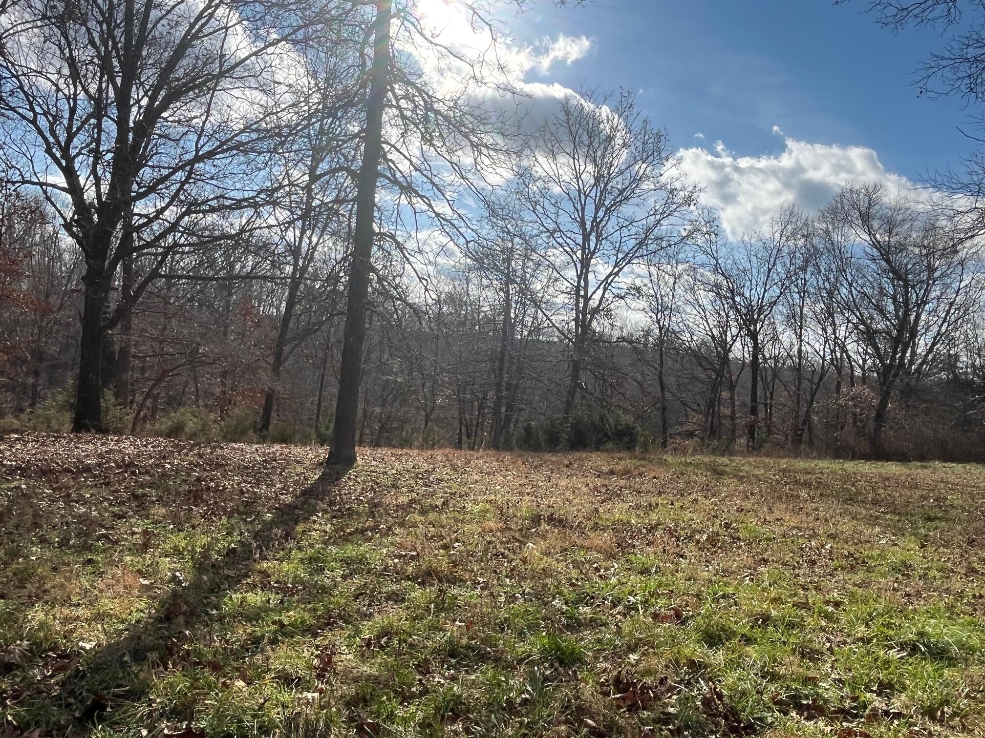 615 Thomas Hollow Road Exeter, MO 65647 - Photo 19 of 82 level and cleared