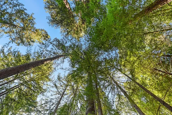 $595,000 | 9 Huckleberry Heights, Cazadero, CA 95421