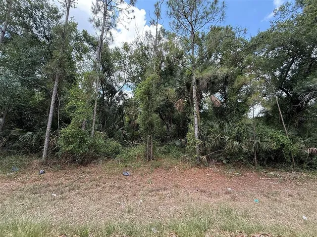 a view of a forest with trees in the background