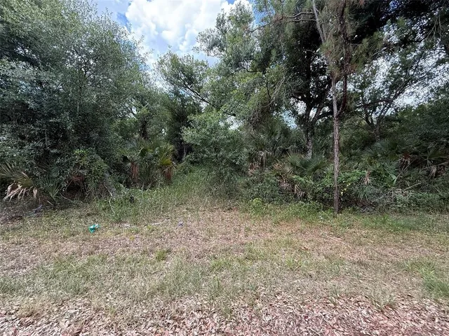 a view of a forest with trees in the background