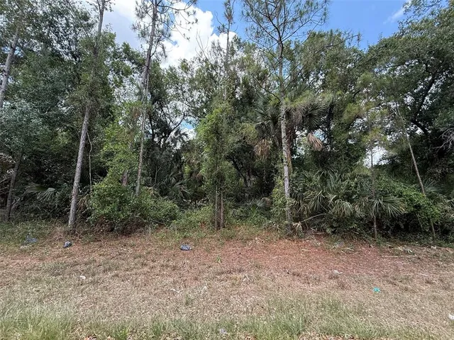a view of a forest with trees in the background