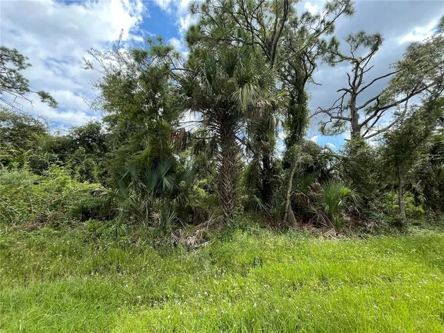a view of a lush green forest with lots of trees
