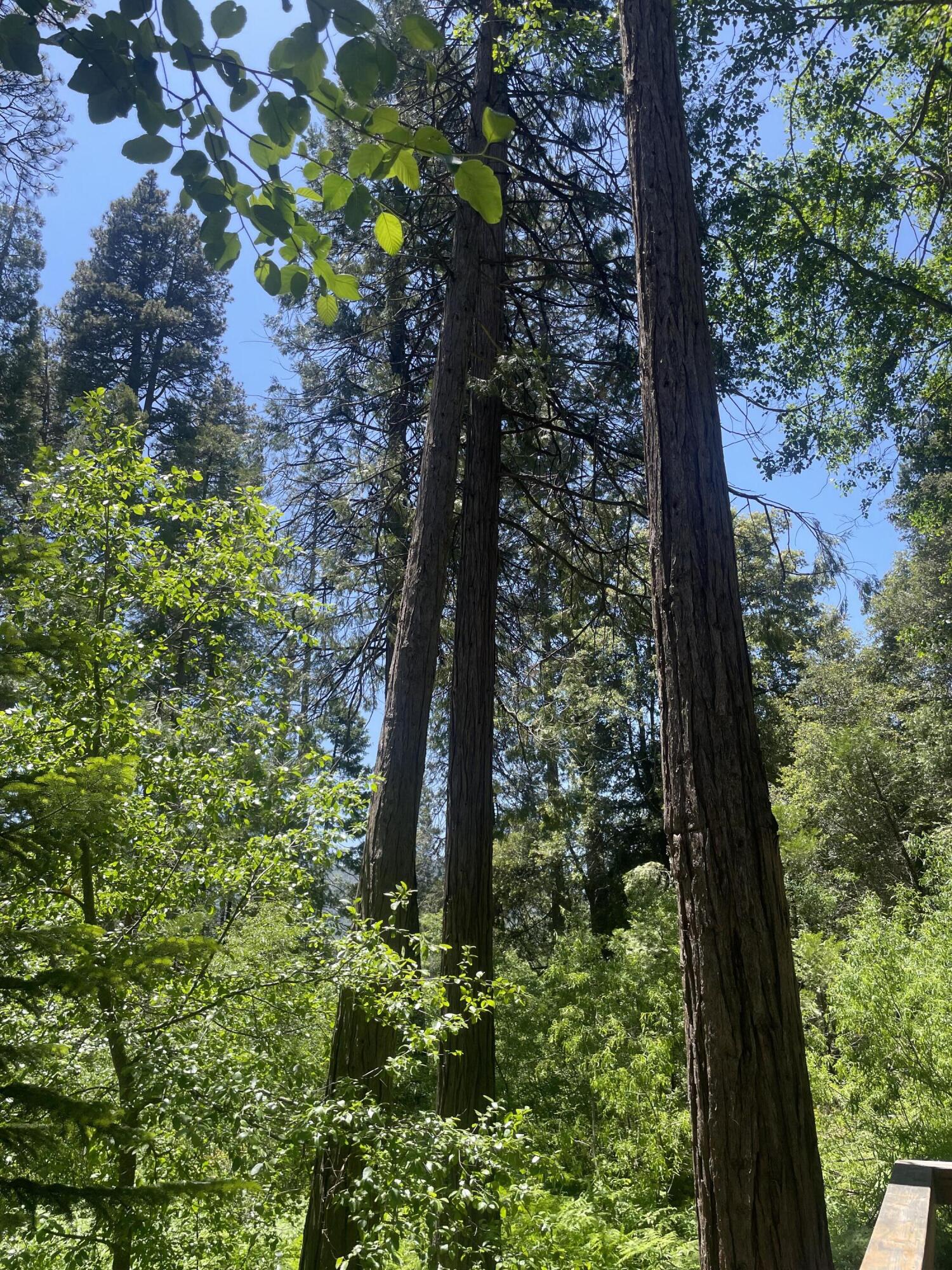 2128 Ferguson Drive Camp Nelson, CA 93265 - Photo 23 of 23