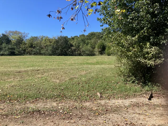 a view of a field with an tree