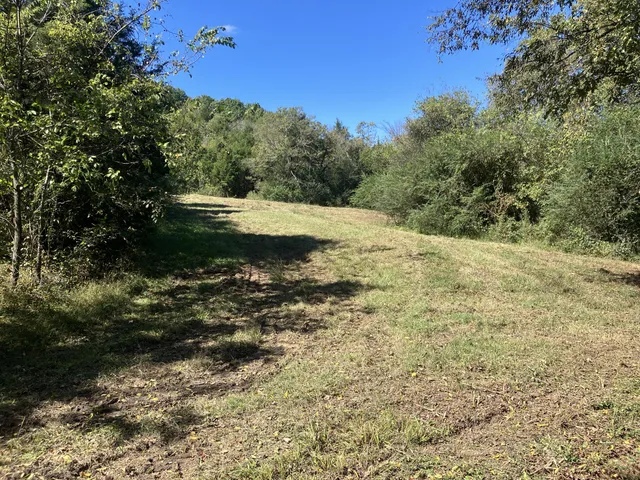 a view of a yard with a tree