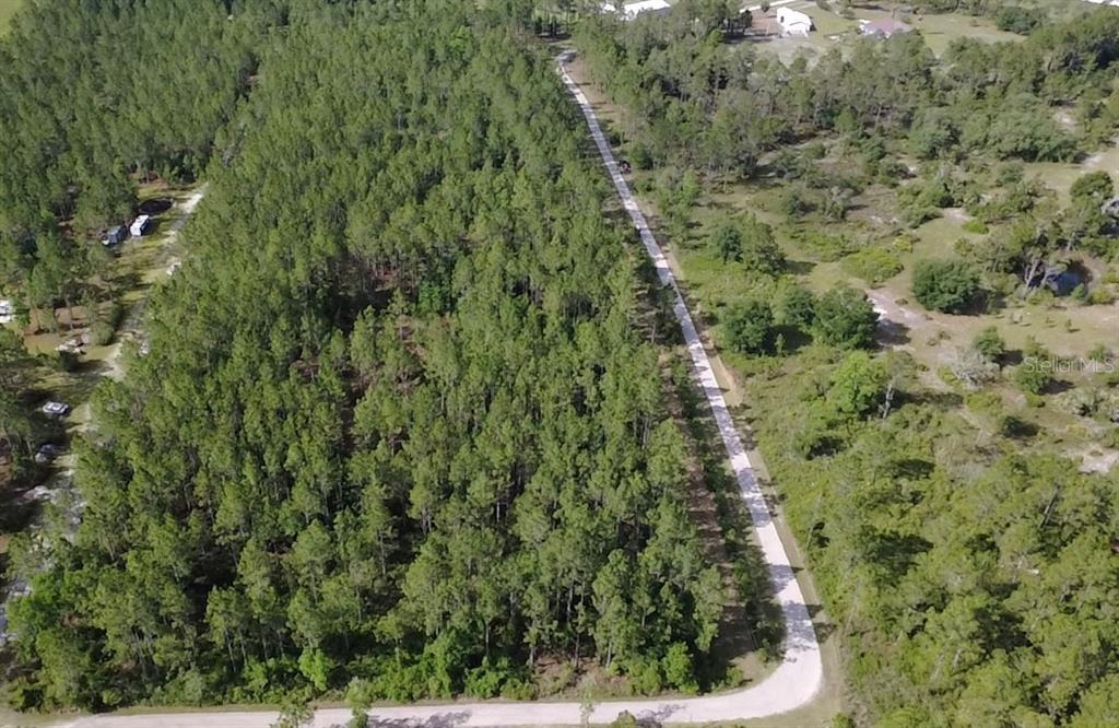 859 Wild Cur Road Pierson, FL 32180 - Photo 11 of 19 a view of a forest with a tree