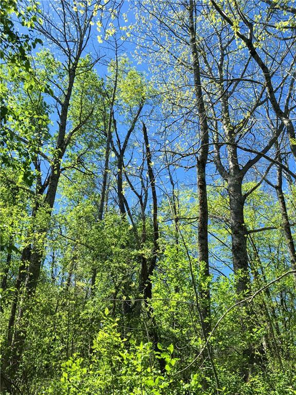 Lot 13 Richardson Road Orrington, ME 04474 - Photo 2 of 33 Mature hardwoods & large oaks...