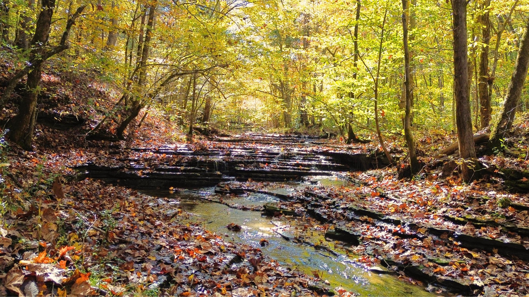 0 Old Lock A Road Charlotte, TN 37036 - Photo 11 of 24 a backyard of a house with lots of green space