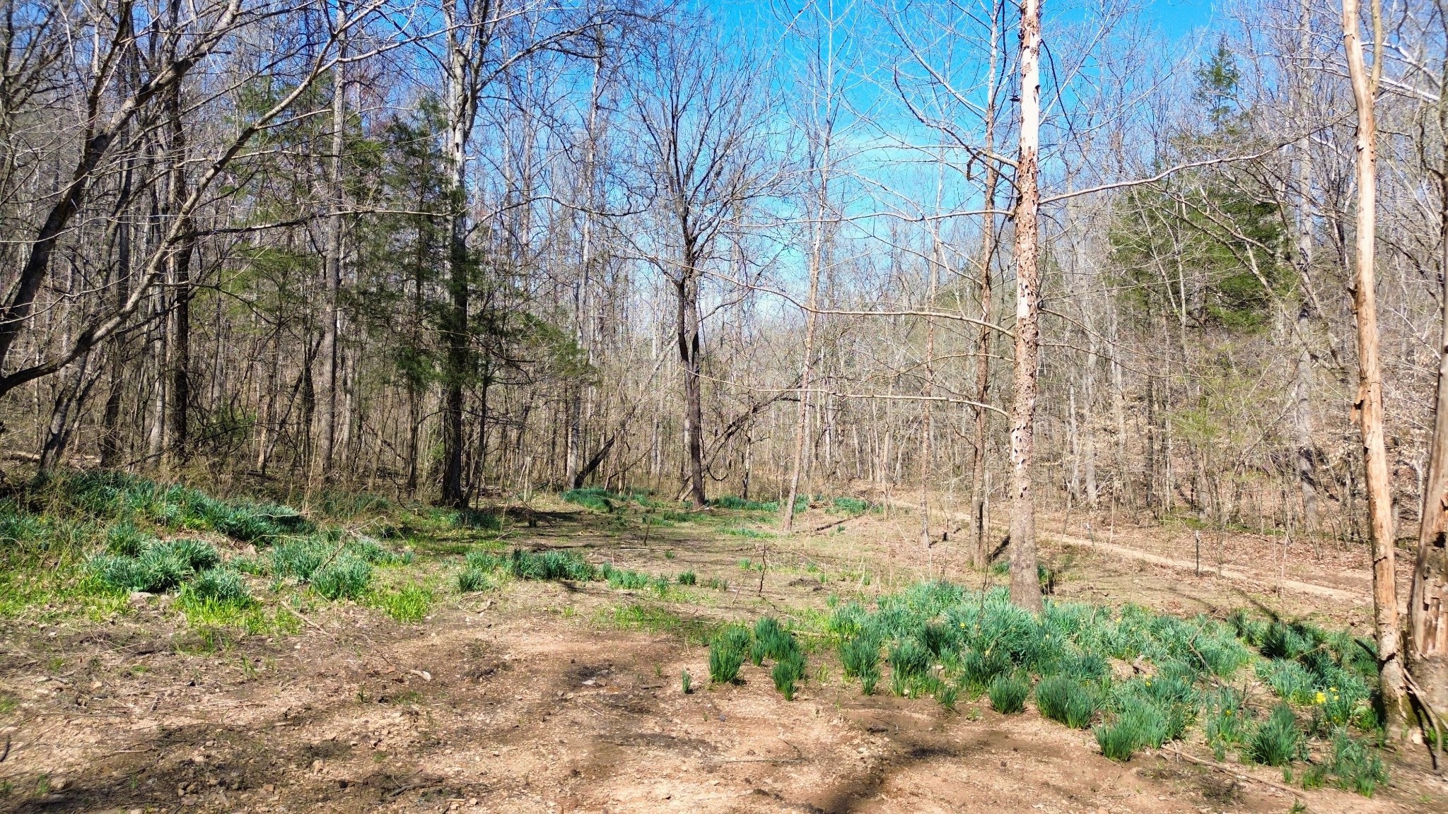 0 Old Lock A Road Charlotte, TN 37036 - Photo 18 of 24 a backyard of a house with lots of green space