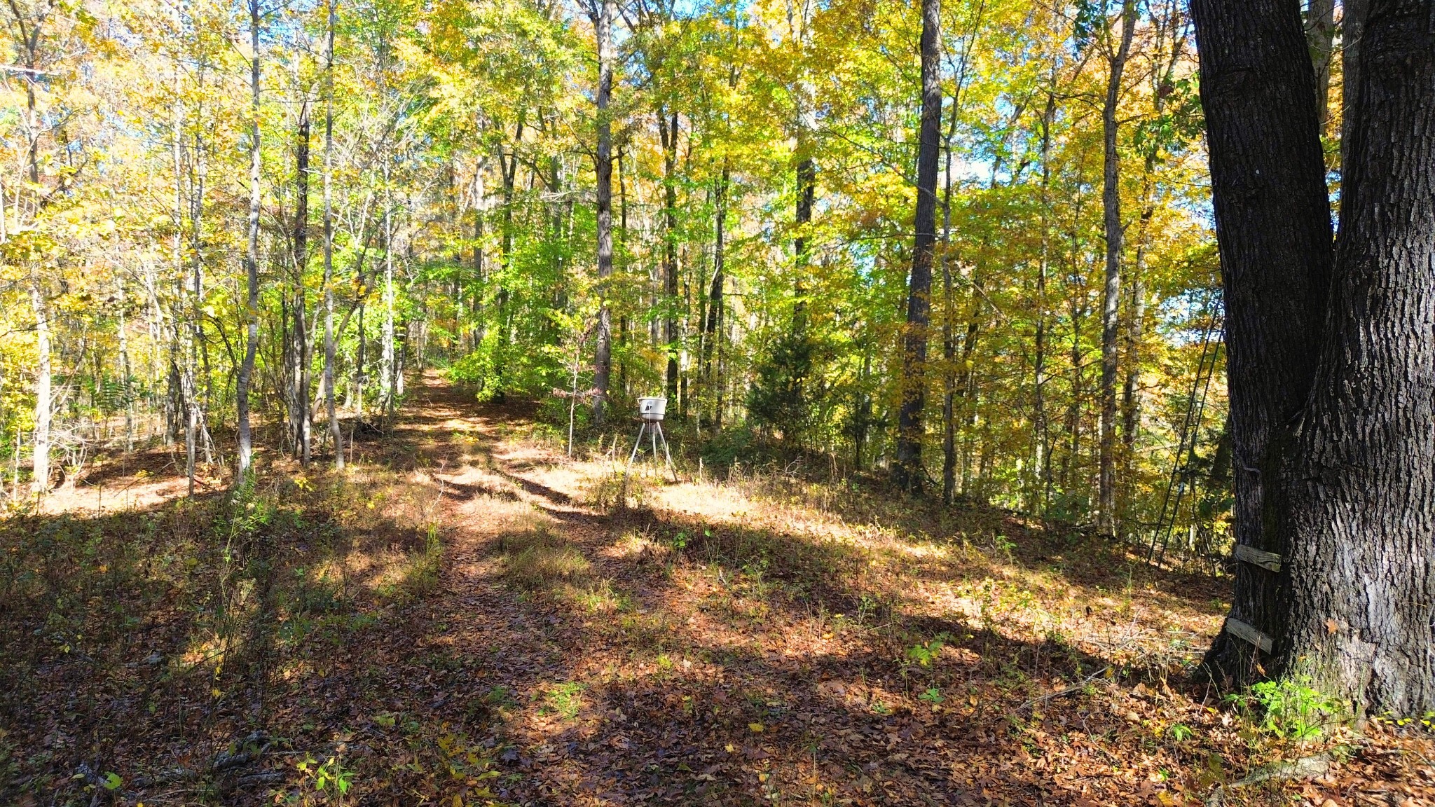 0 Old Lock A Road Charlotte, TN 37036 - Photo 22 of 24 a view of backyard with tree