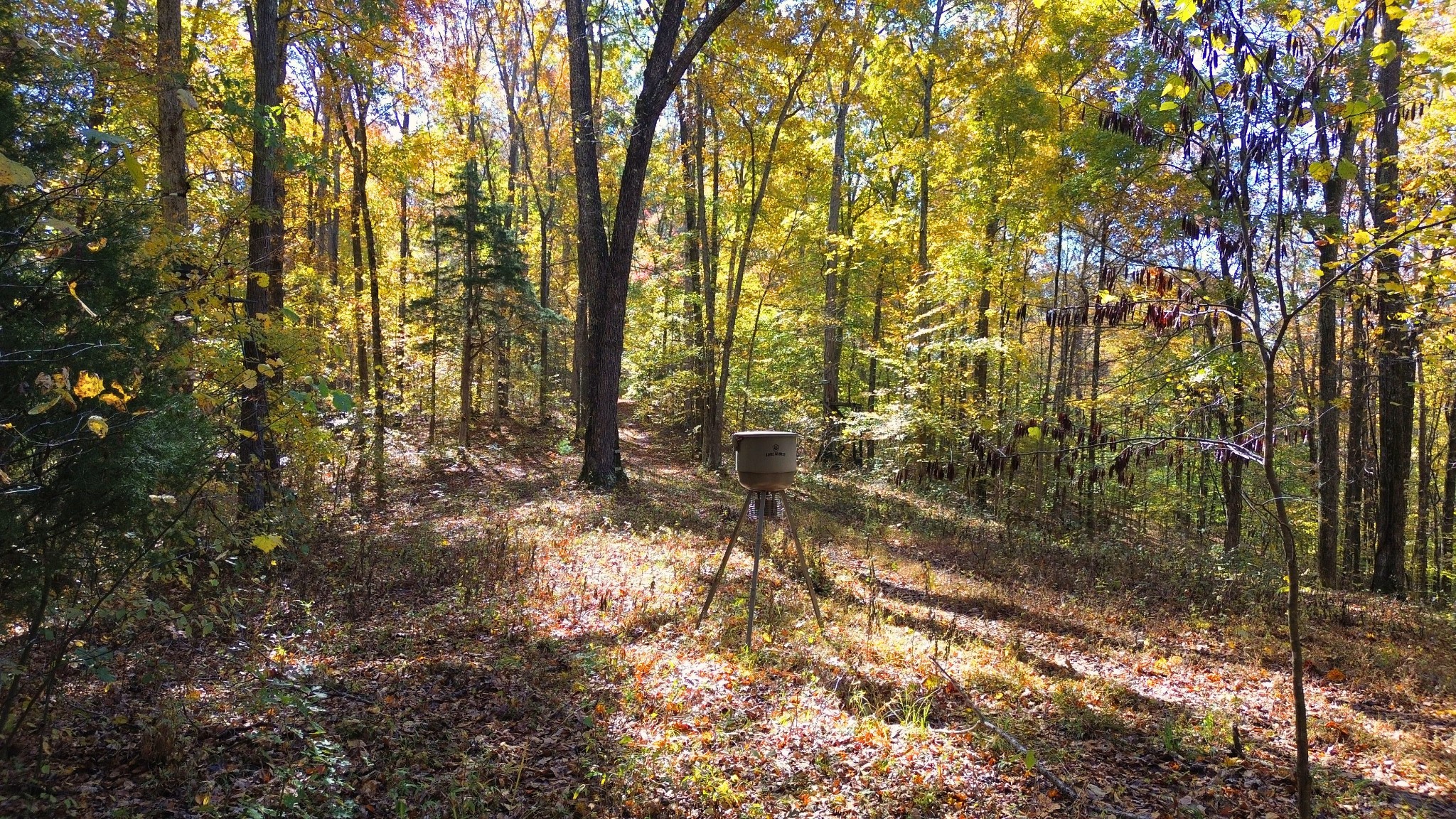 0 Old Lock A Road Charlotte, TN 37036 - Photo 24 of 24 a view of forest