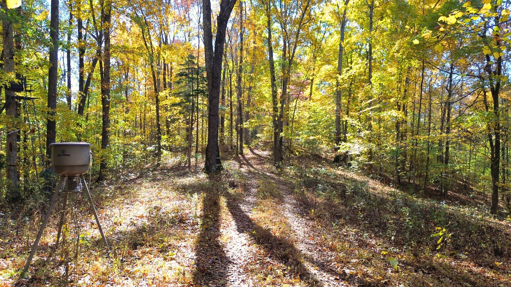 0 Old Lock A Road Charlotte, TN 37036 - Photo 6 of 24 a view of forest