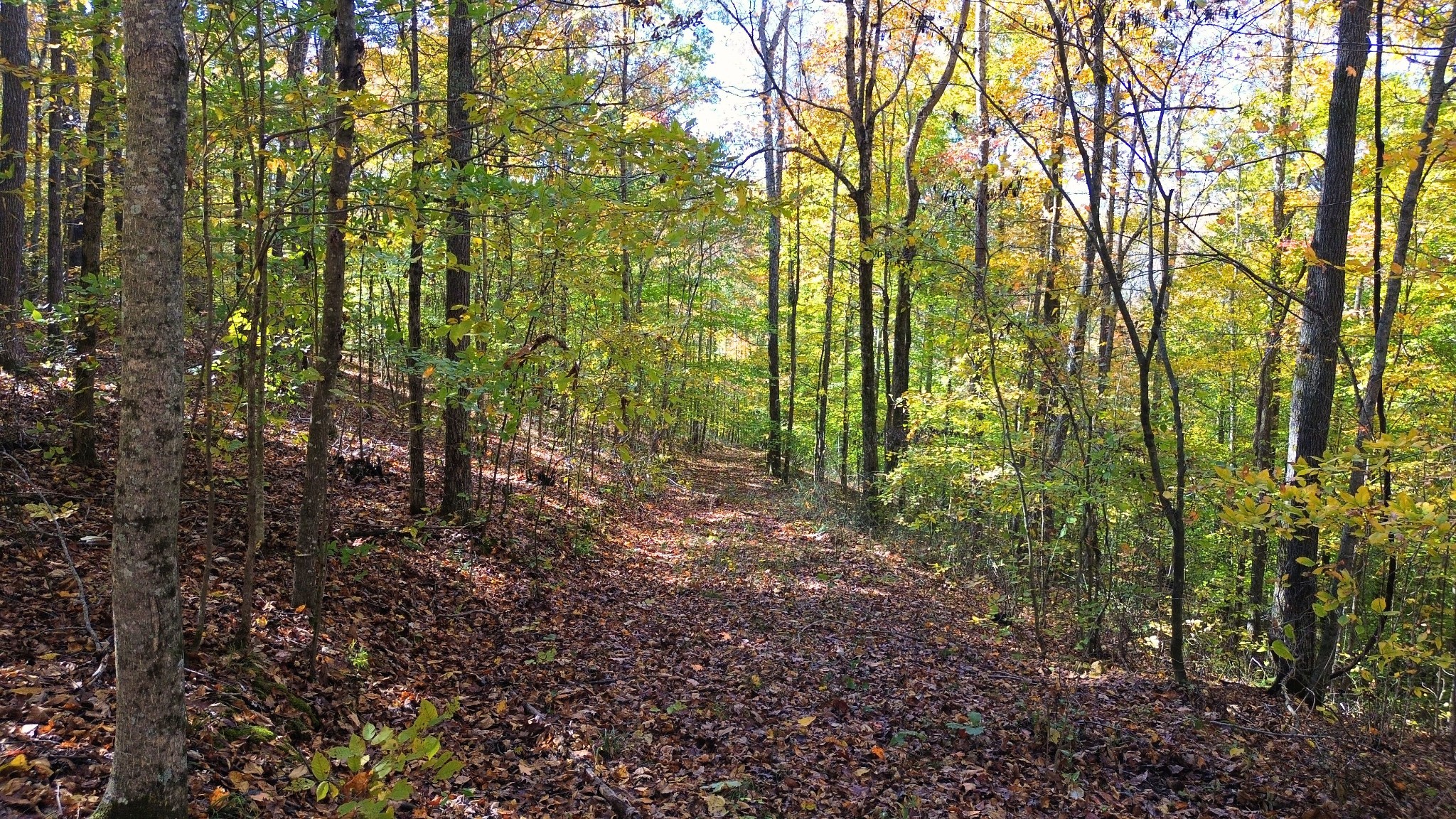 0 Old Lock A Road Charlotte, TN 37036 - Photo 7 of 24 a view of yard