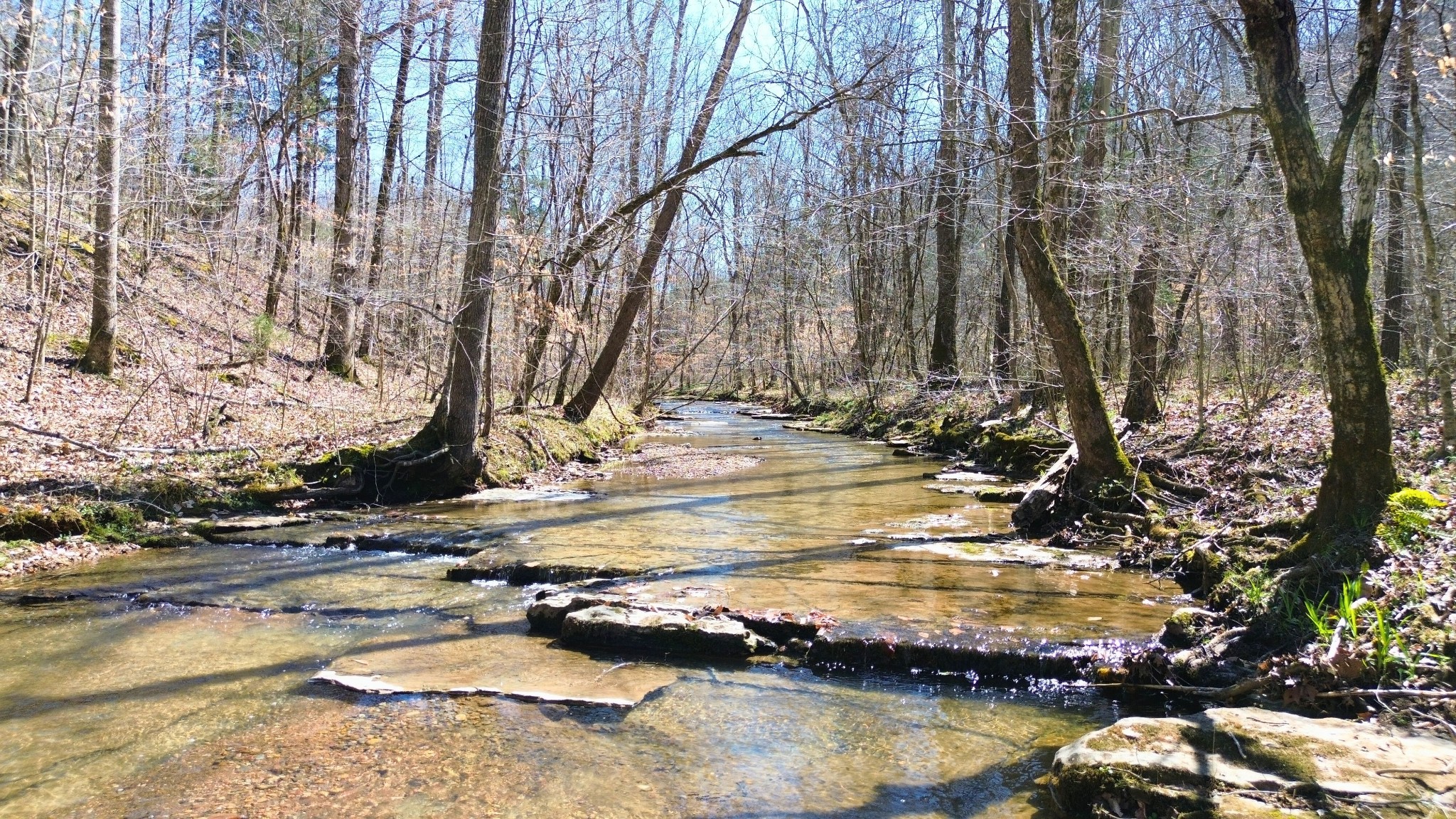 0 Old Lock A Road Charlotte, TN 37036 - Photo 8 of 24 a view of a yard with swimming pool