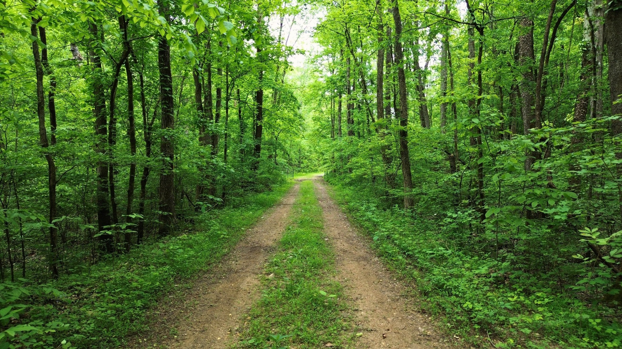 0 Old Lock A Road Charlotte, TN 37036 - Photo 10 of 24 a view of a lush green forest
