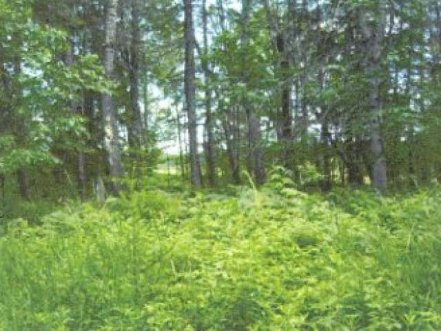 On Wilson Island Road Phillips, WI 54555 - Photo 4 of 10 Gallery Image 4