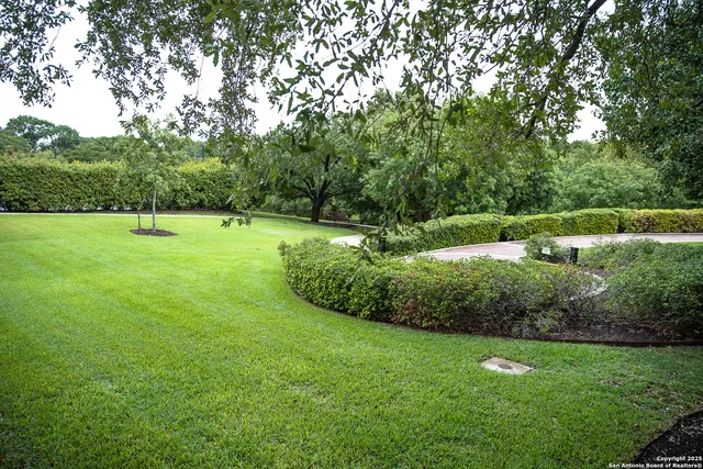 a view of field with tall trees