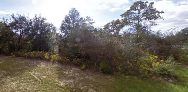 a view of a forest with trees in the background