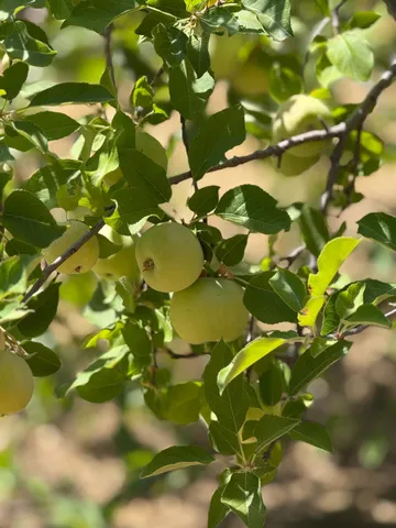 $530,000 | 5045 Free Fox Lane, Placerville, CA 95667