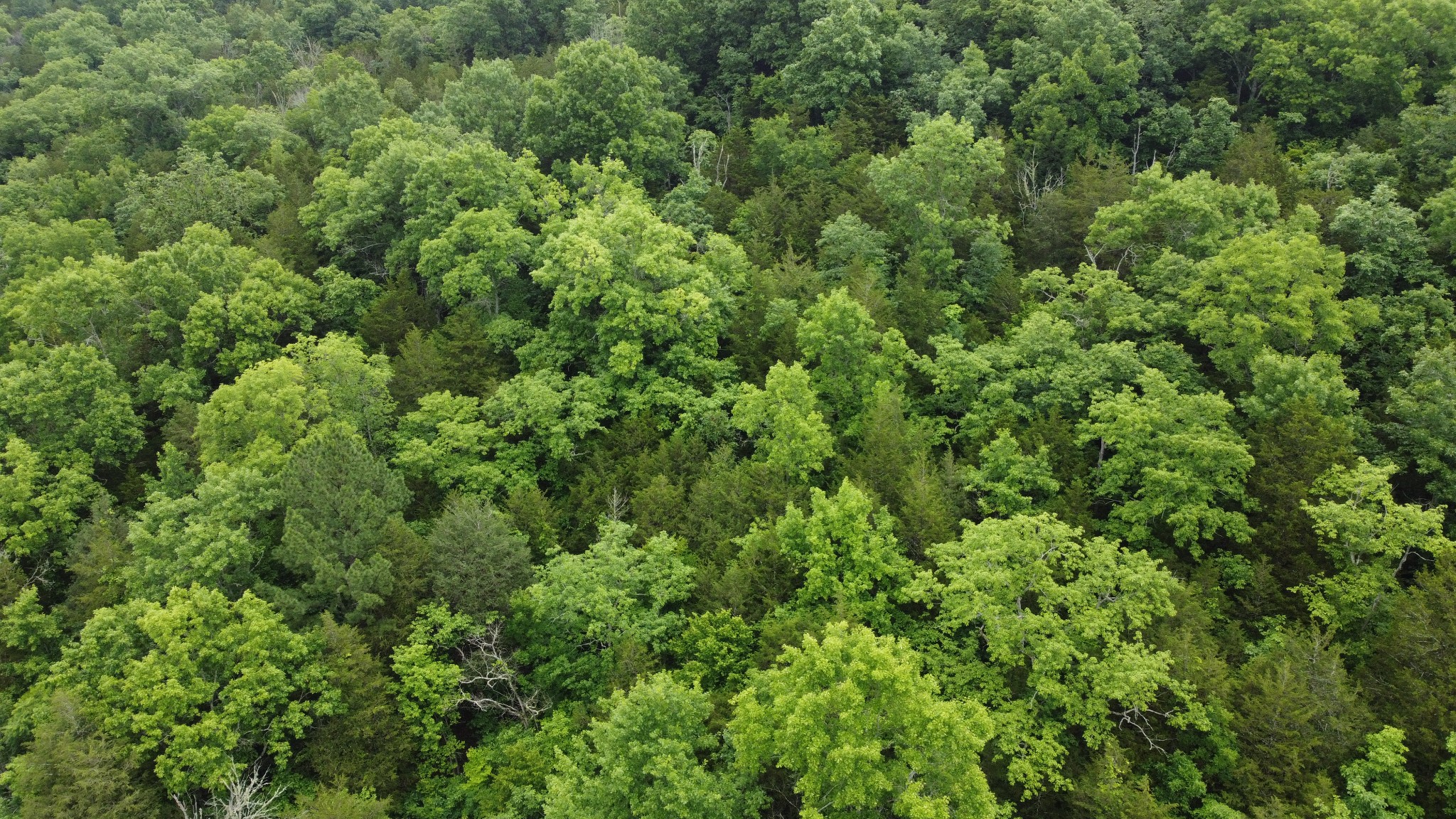 32 Patterson Lane Pleasant Shade, TN 37145 - Photo 17 of 33