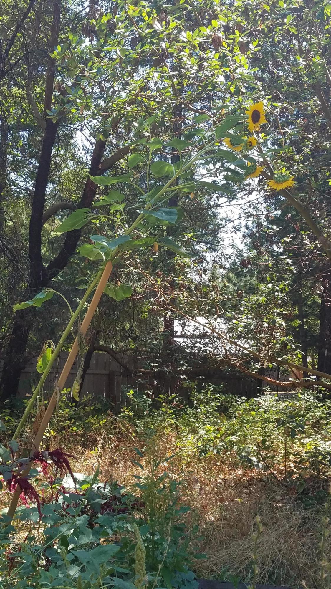 15567 Water Gap Road Williams, OR 97544 - Photo 21 of 36 10' Sunflower