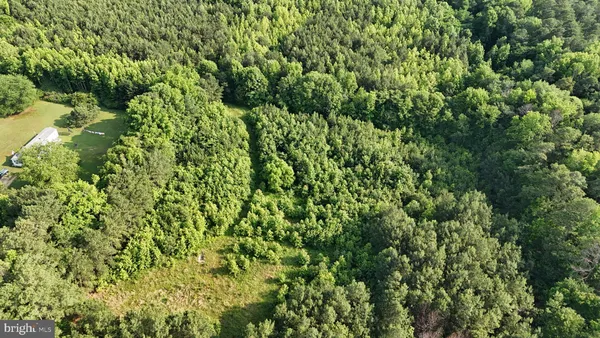a view of a lush green forest with a tree