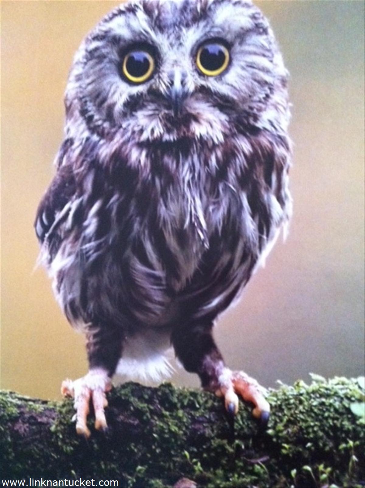 72 Union Street Nantucket, MA 02554 - Photo 6 of 6 " A wise buy" says Ozzie the Owl !