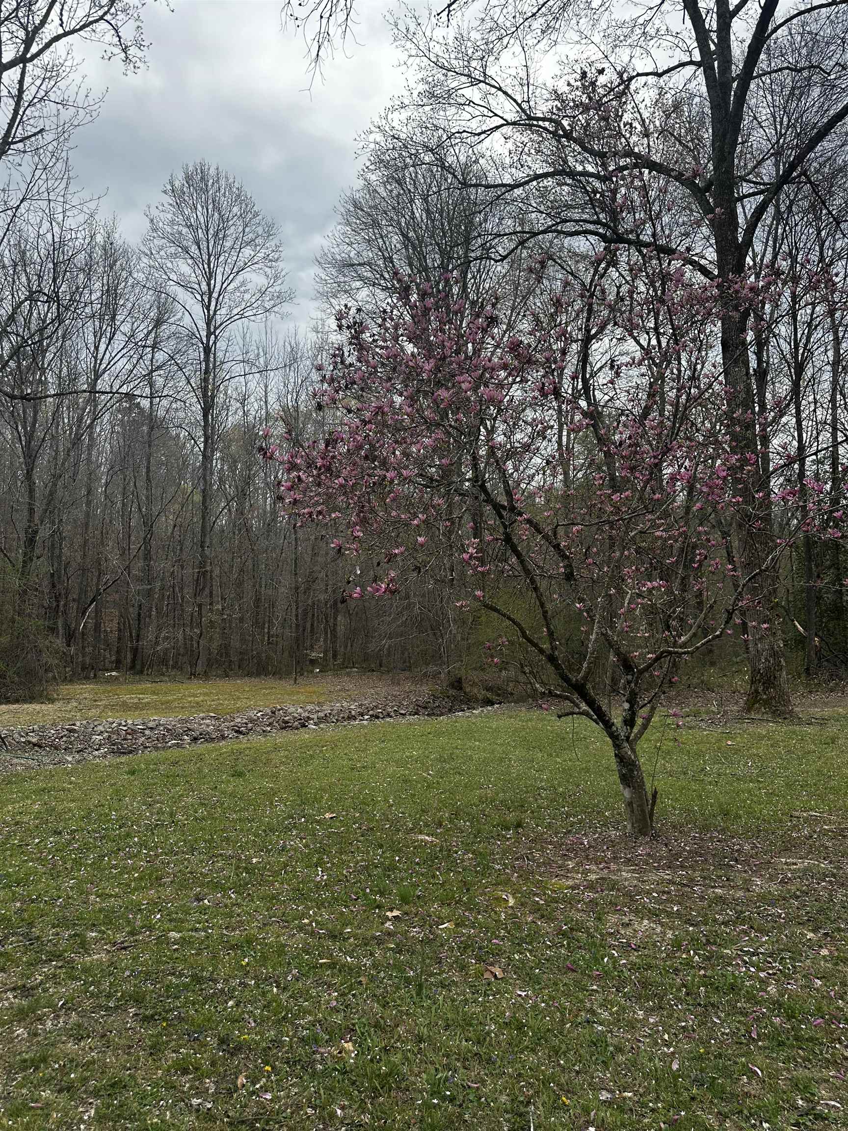 1405 Bruton Branch Road Savannah, TN 38372 - Photo 5 of 20 View of yard