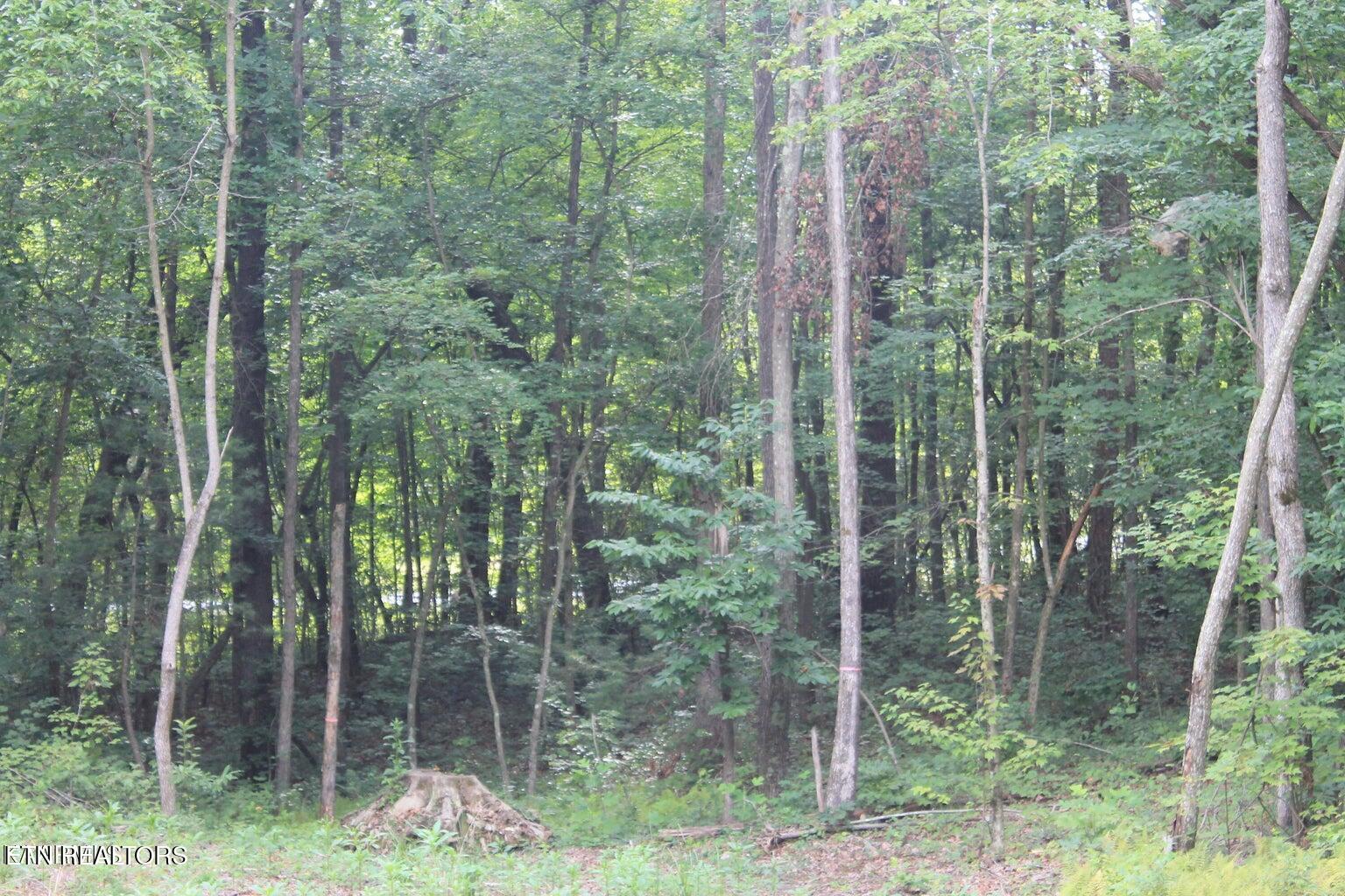 Sam Beaty Road Jamestown, TN 38556 - Photo 8 of 29 Robert Beaty Rd 6