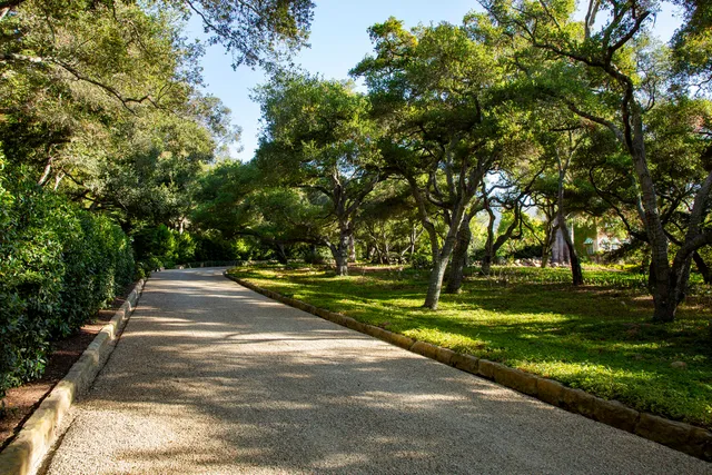 a view of a park with large trees